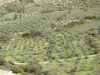 Olive Groves Mycenae