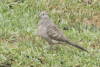 Zebra Dove (Geopelia striata)