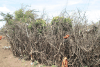 Fence Around Maasai Village