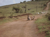 Donkey Taking Dust Bath