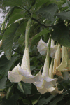 Trumpet Flower (Brugmansia sp.)