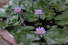 Water Lily