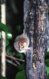 Grey Mouse Lemur (Microcebus murinus)