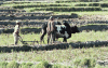 Rice Fields Plowed Watusi