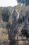 Ring-tailed Lemur Perched Treetop