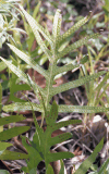 Fern Leaf Spores