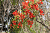 Flamboyant Tree (Delonix regia)