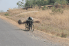 Hauling Roofing Material Bicycle