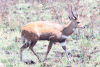 Chobe Bushbuck (Tragelaphus scriptus ornatus)