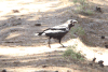 White-necked Raven (Corvus albicollis)