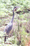 Black-headed Heron (Ardea melanocephala)