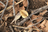 Bush Wheel Tree Fruit