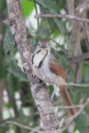 Collared Palm Thrush (Cichladusa arquata)