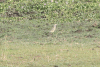 Squacco Heron (Ardeola ralloides)