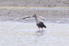 Glossy Ibis (Plegadis falcinellus)