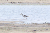 Common Greenshank (Tringa nebularia)