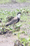 Spur-winged Lapwing (Vanellus spinosus)