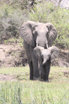 African Bush Elephant (Loxodonta africana)