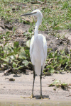 Western Little Egret (Egretta garzetta garzetta)