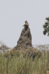 Yellow Baboon (Papio cynocephalus)