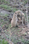 Yellow Baboon (Papio cynocephalus)