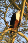 African Fish Eagle (Haliaeetus vocifer)