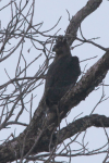 Crowned Eagle (Stephanoaetus coronatus)