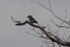 Lilac-breasted Roller ssp. caudatus (Coracias caudatus caudatus)