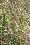 Flowering Sedge