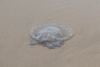 Stranded Jellyfish