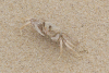 Pink Ghost Crab (Ocypode ryderi)