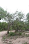 Fried Egg Tree (Oncoba spinosa)