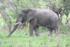 African Bush Elephant (Loxodonta africana)