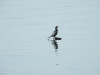 Pygmy Cormorant (Microcarbo pygmaeus)