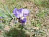 Wild Iris