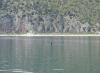 Pygmy Cormorant (Microcarbo pygmaeus)