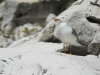 Yellow-legged Gull (Larus michahellis)