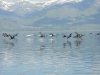 Great White Pelican Continental