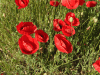 Common Poppy (Papaver rhoeas)