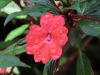 Impatiens walleriana