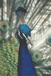 Closeup Peacock