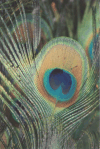 Closeup Peacock