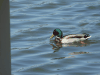 Mallard (Anas platyrhynchos)