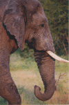 African Bush Elephant (Loxodonta africana)