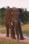 African Bush Elephant (Loxodonta africana)