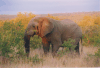 African Bush Elephant (Loxodonta africana)