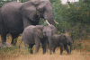 African Bush Elephant (Loxodonta africana)