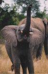 Young Elephant Charging