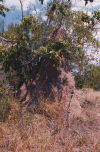 Termite Mound Lots Around