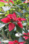 Poinsettia (Euphorbia pulcherrima)